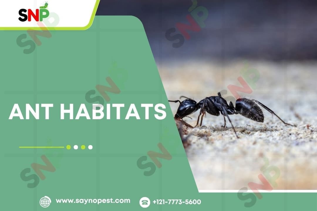Ant Habitats: Life in Secret Beneath Your Feet