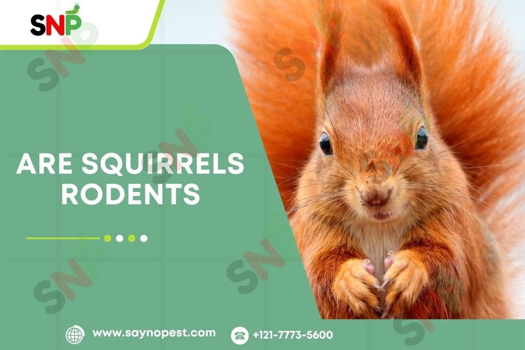 Are Squirrels Rodents? Everything You Need to Know