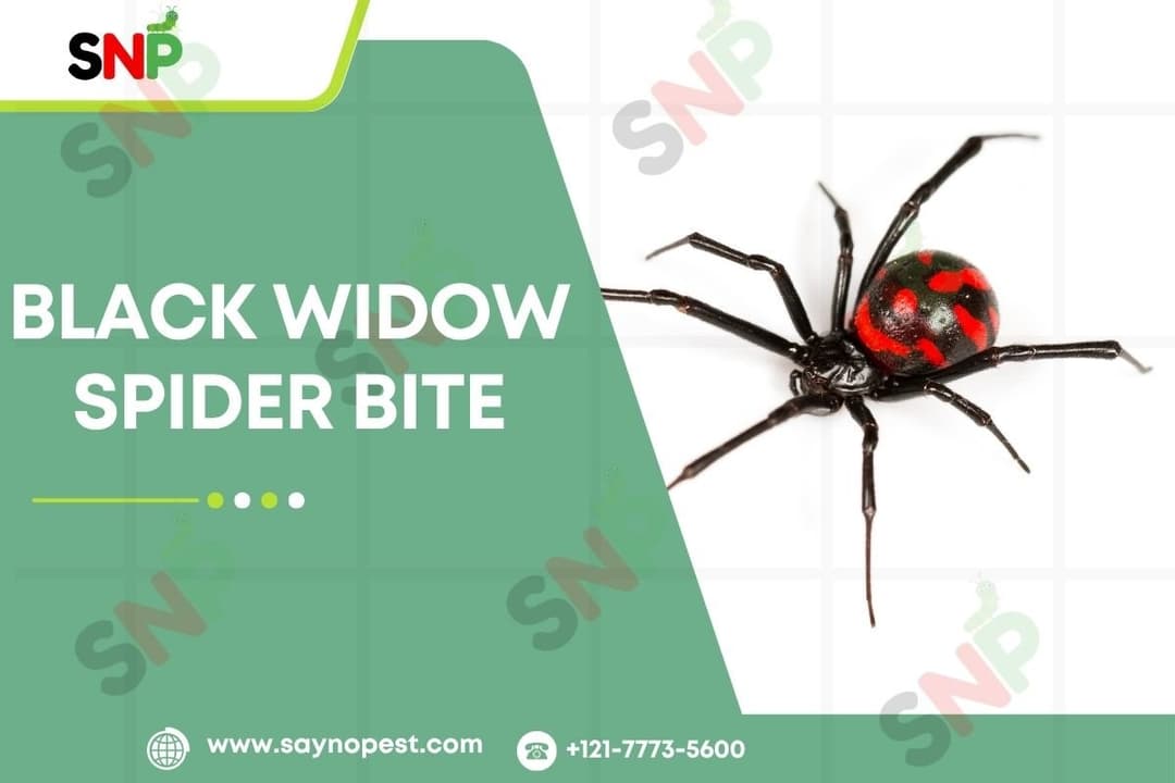 Black Widow Spider Bite: A Comprehensive Guide for U.S.A
