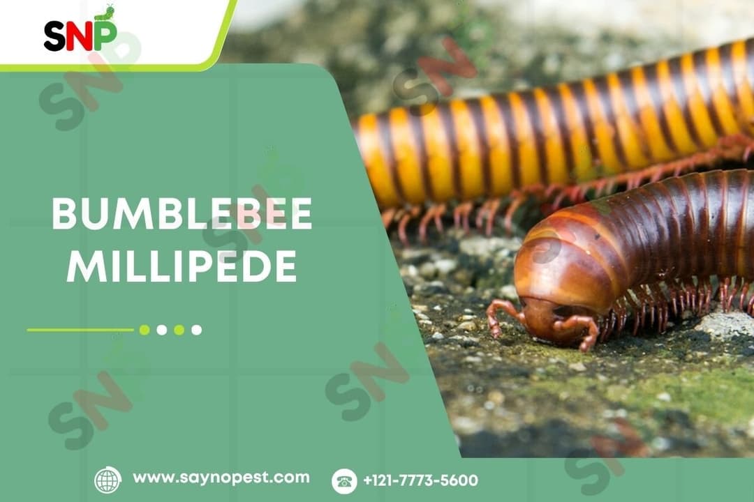 Bumblebee Millipede: The Complete Guide for American Homes