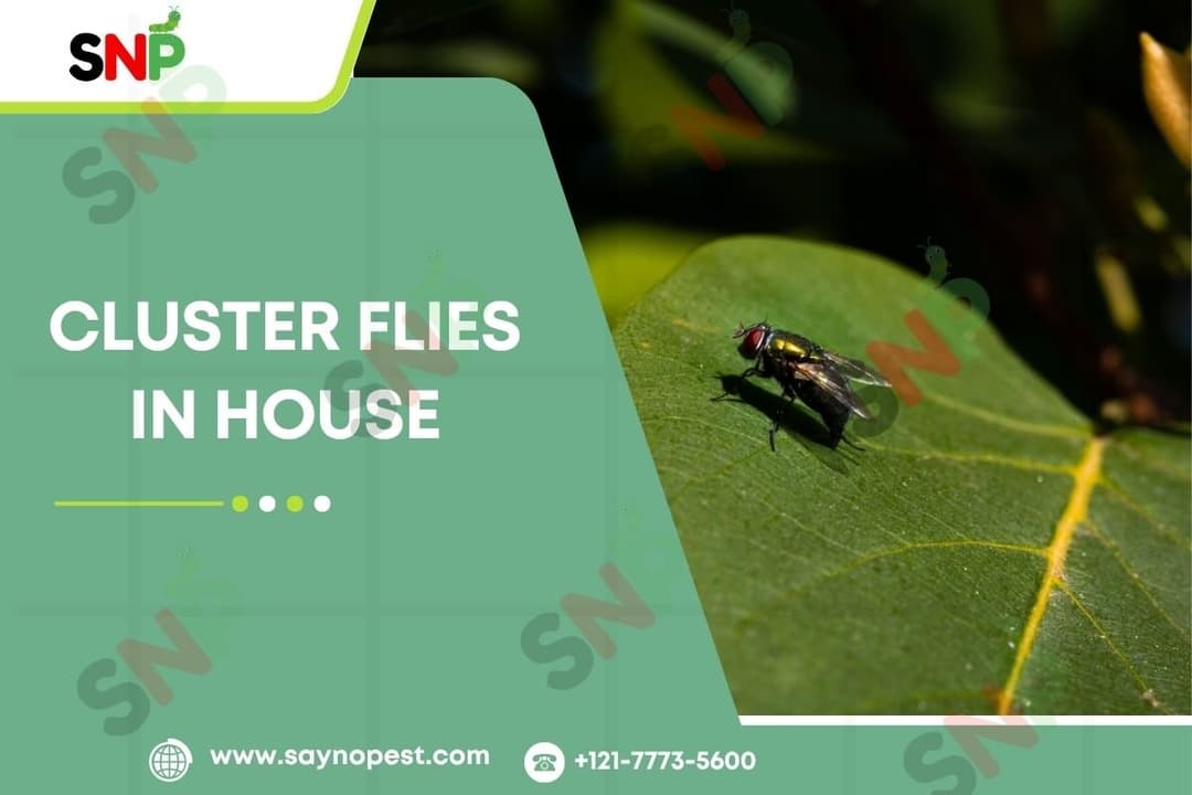 Cluster Flies In House? Know What to Do!