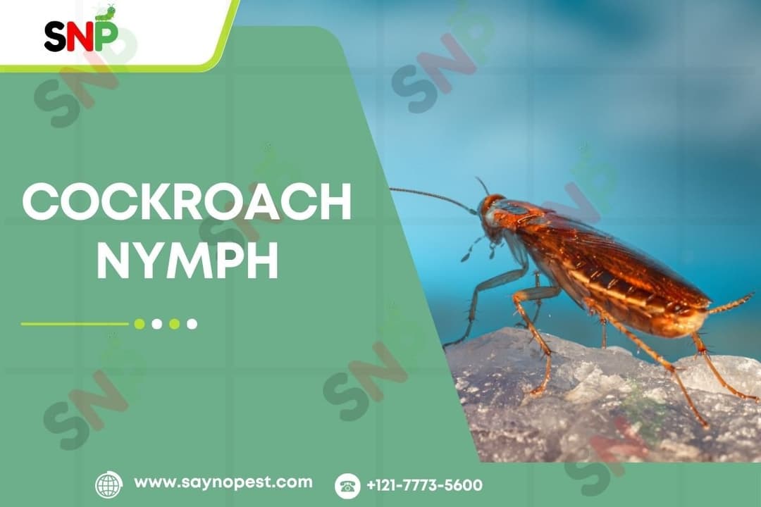 Cockroach Nymph: A Key to Effective Pest Control
