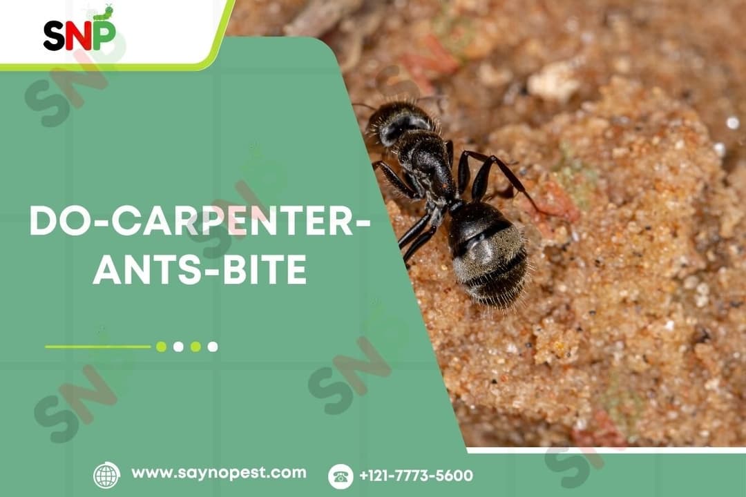 Do Carpenter Ants Bite?: Knowing and Controlling These House Invaders