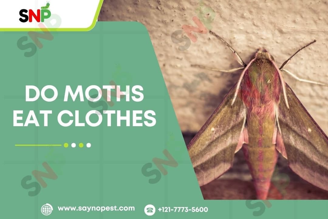 Do Moths Eat Clothes? Uncovering the Truth About Clothing Moth