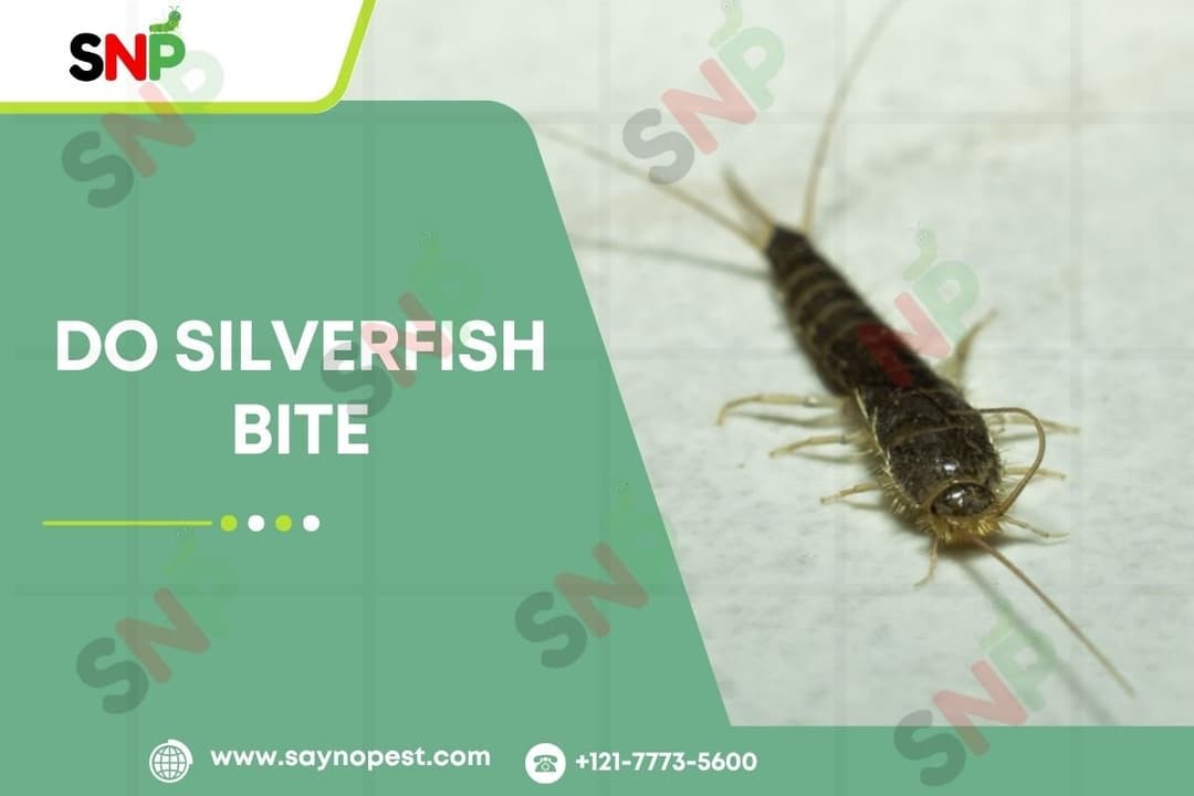 Do Silverfish Bite? Everything Americans Need to Know