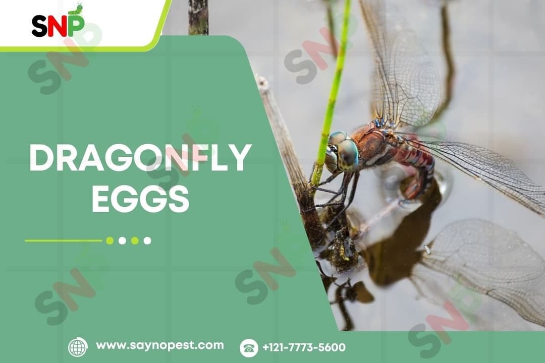 Dragonfly Eggs: A Fascinating Look at Dragonfly’s Life
