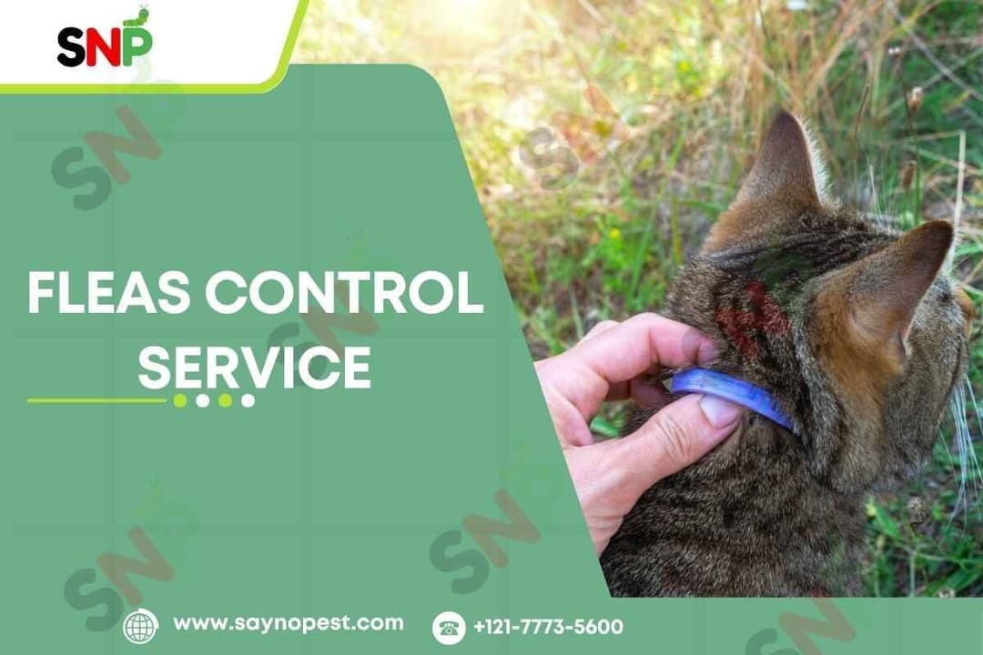 Fleas Control Services for Your Home
