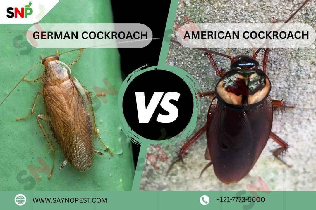 German vs American Cockroach: Difference, Problems, &amp; Solutions