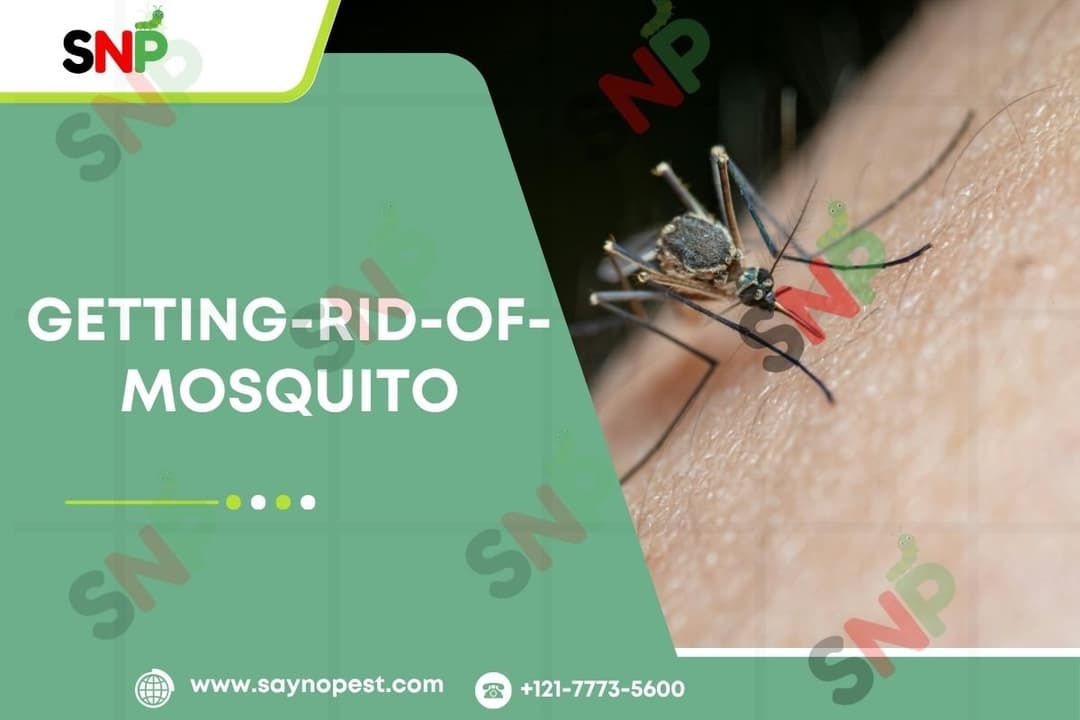 Getting rid of mosquito: The Ultimate Americans&#8217; Guidebook