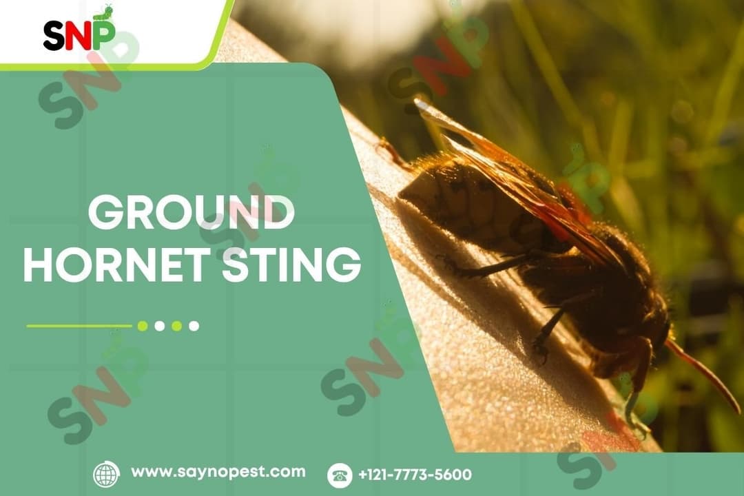 Ground Hornet Sting: Symptoms, Nests, and Protection