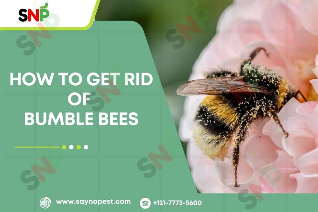 How to Get Rid of Bumble Bees