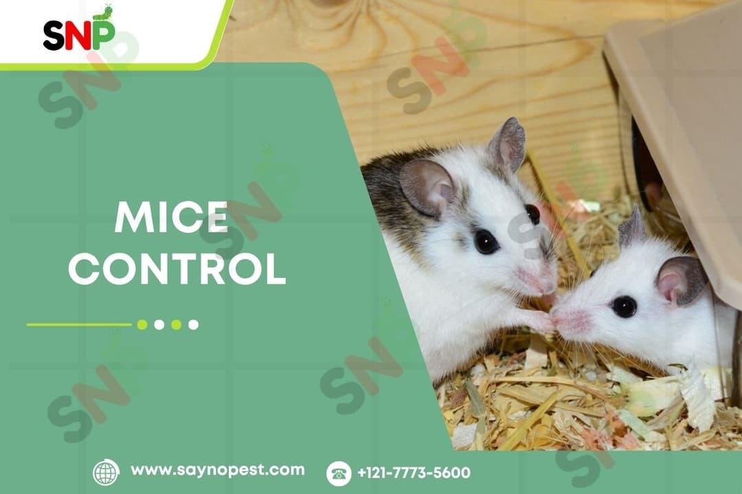 Mice Control: An American Homeowner&#8217;s Guide