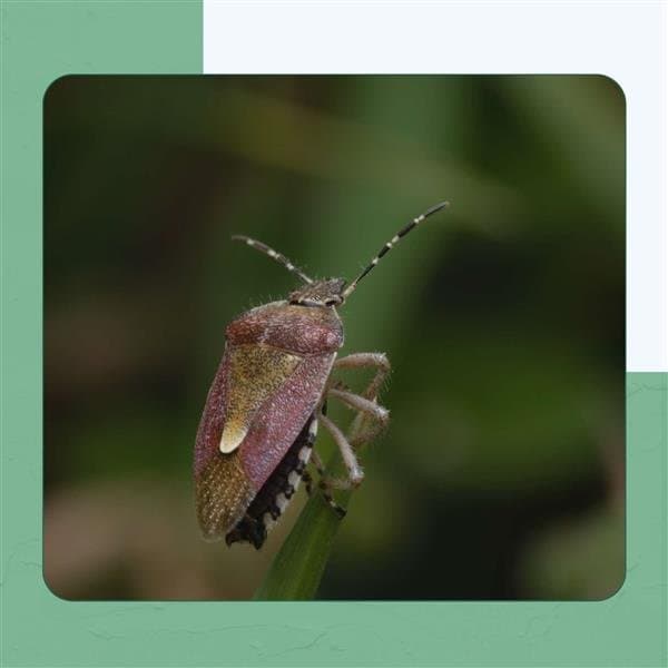 Stink Bug