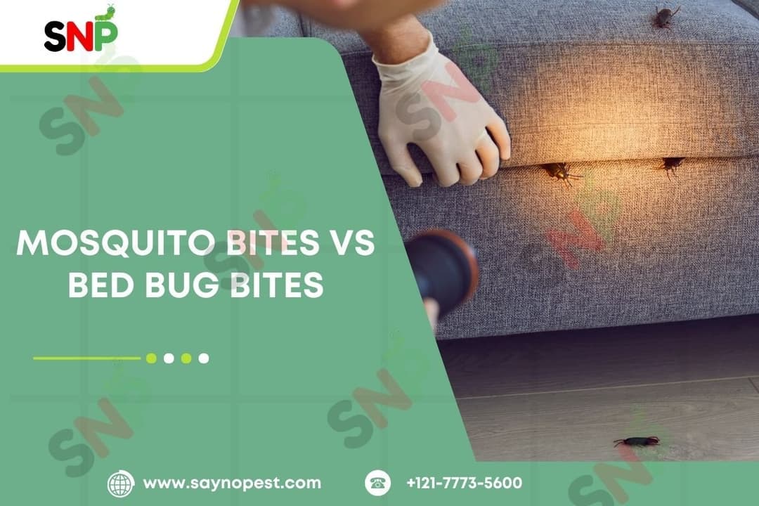 Mosquito Bites vs Bed Bug Bites: How to Distinguish
