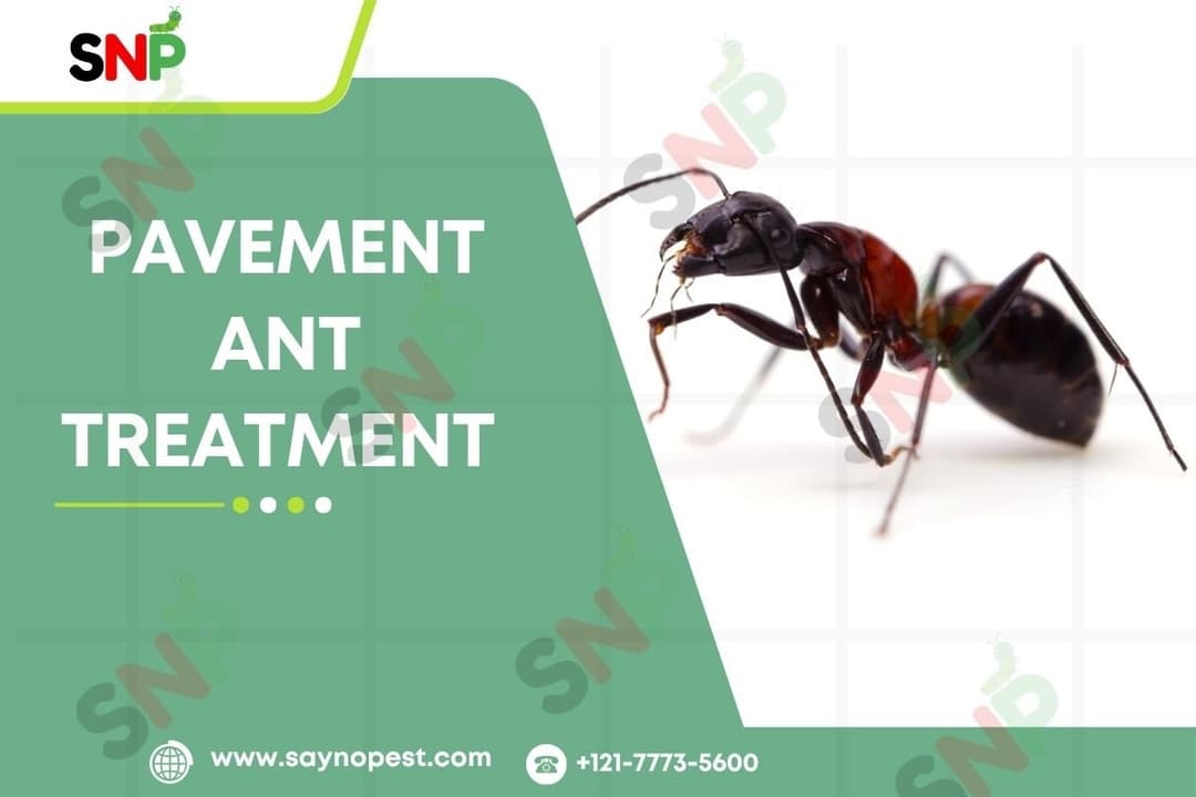 Pavement Ant Treatment Without Chemicals