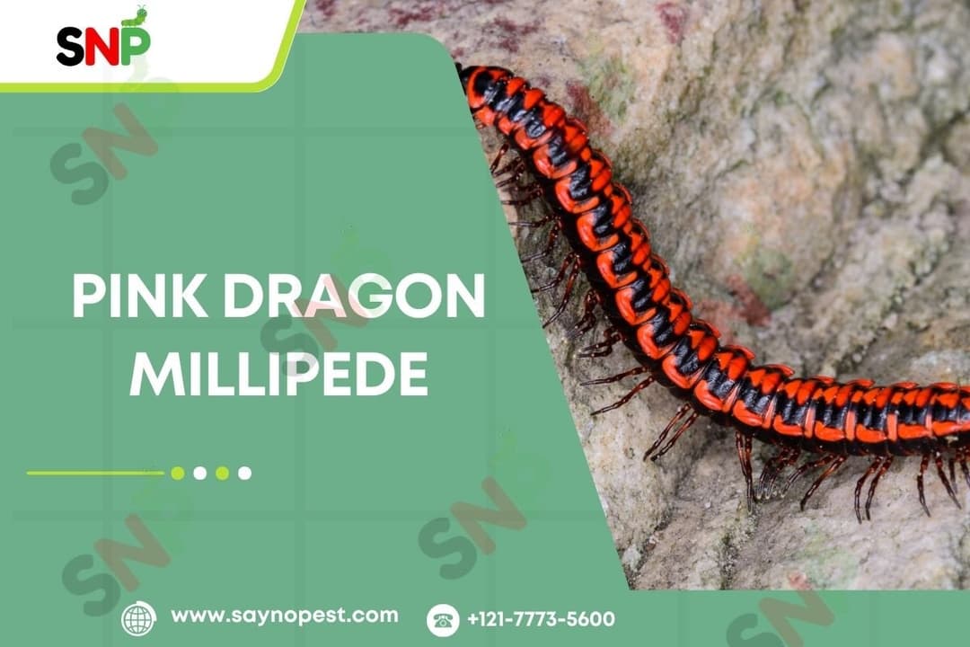 Pink Dragon Millipede: Nature’s Shocking Pink Defenders