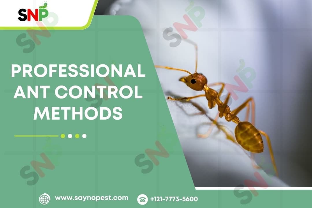 Approach to Professional Ant Control Methods