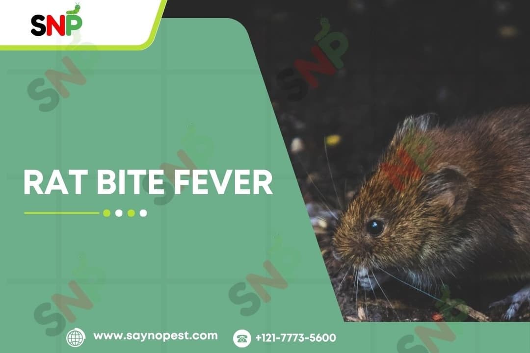 Rat Bite Fever: One Dangerous Disease You Have to Know