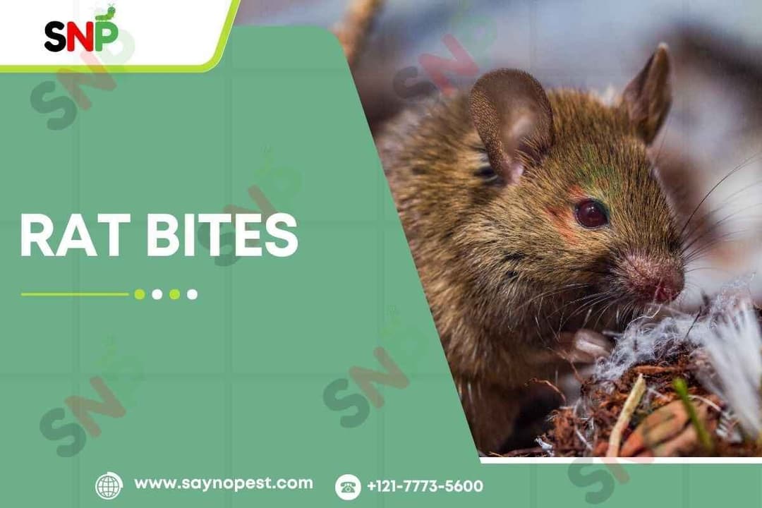 Rat Bites: Symptoms and Treatment