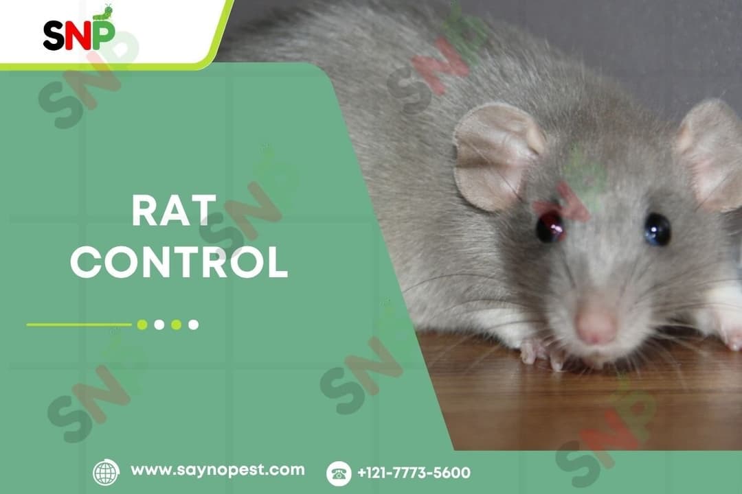Rat Control in America: How to Spot, Tackle, and Prevent