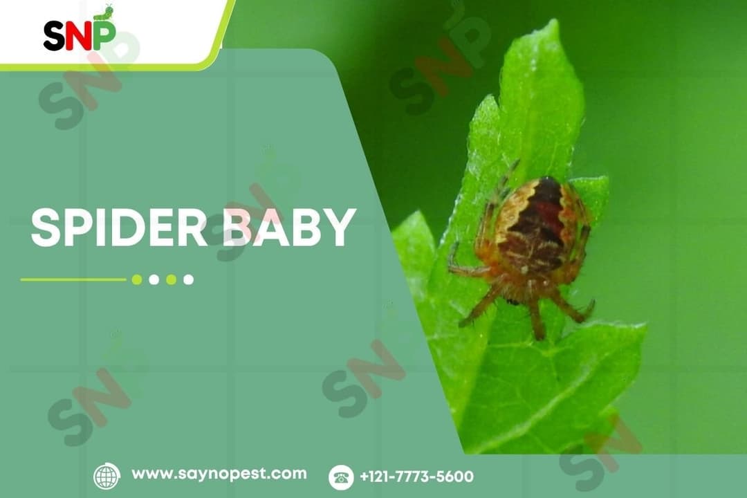 Spider Baby: A Deep Dive into America’s Most Common Spiderlings