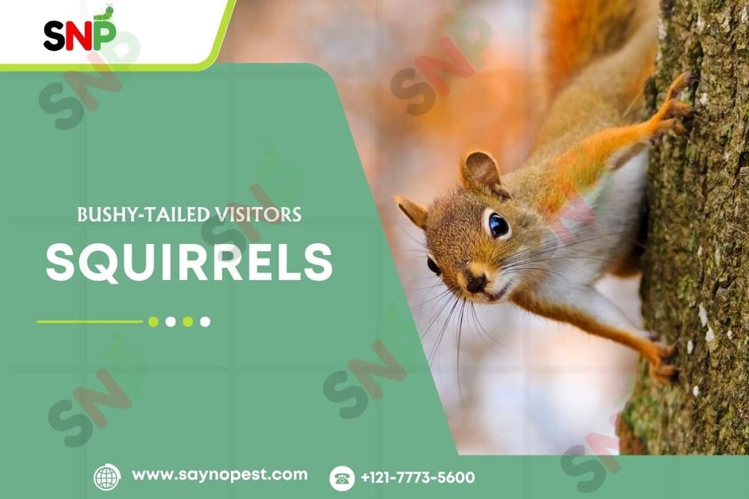 Squirrels: Understanding America’s Bushy-Tailed Visitors