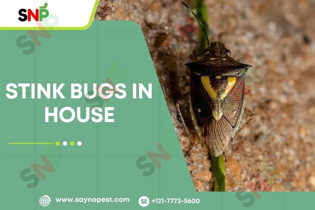 Stink Bugs in House: A Complete Guide to Identification, Prevention