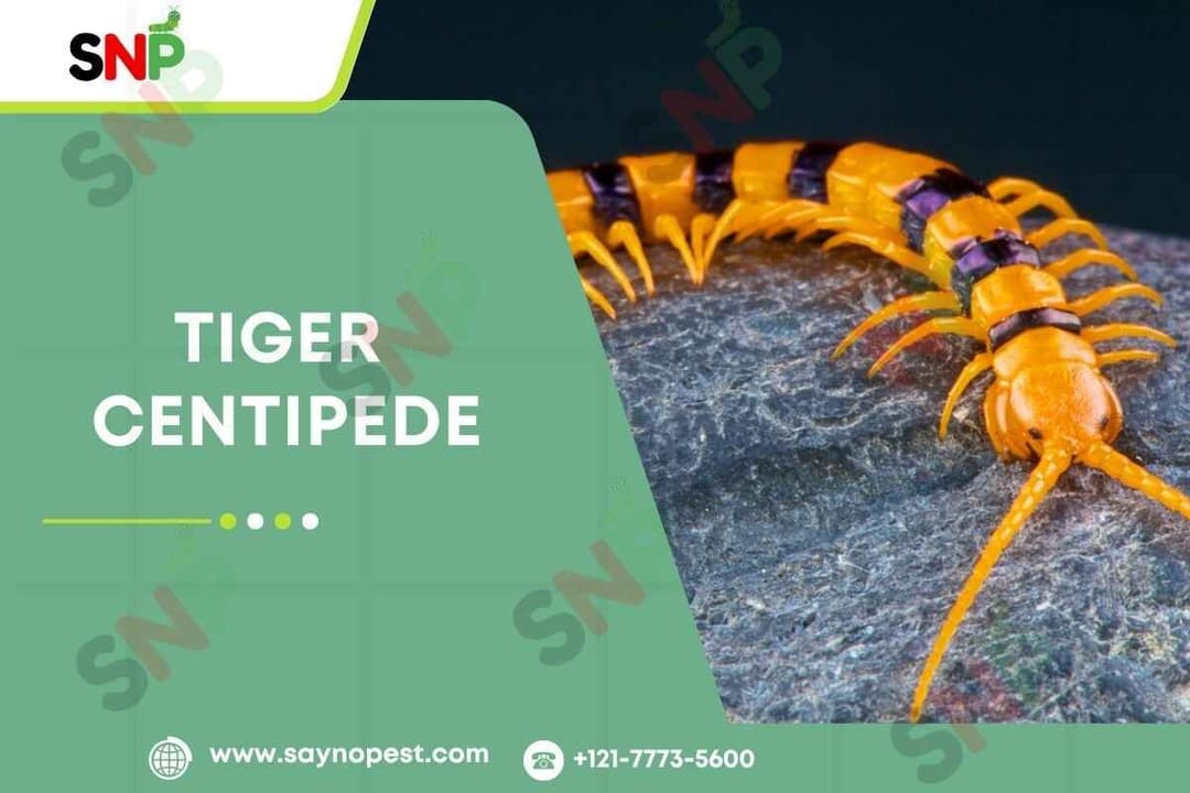 Tiger Centipede: A Fascinating and Fearsome House Guest