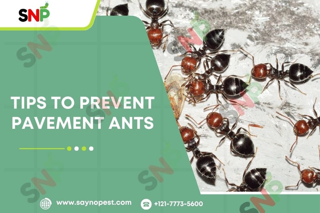 Introduction to Tips to Prevent Pavement Ants