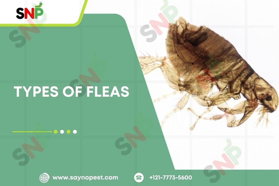 The most common types of fleas in us homes and how to Identify them
