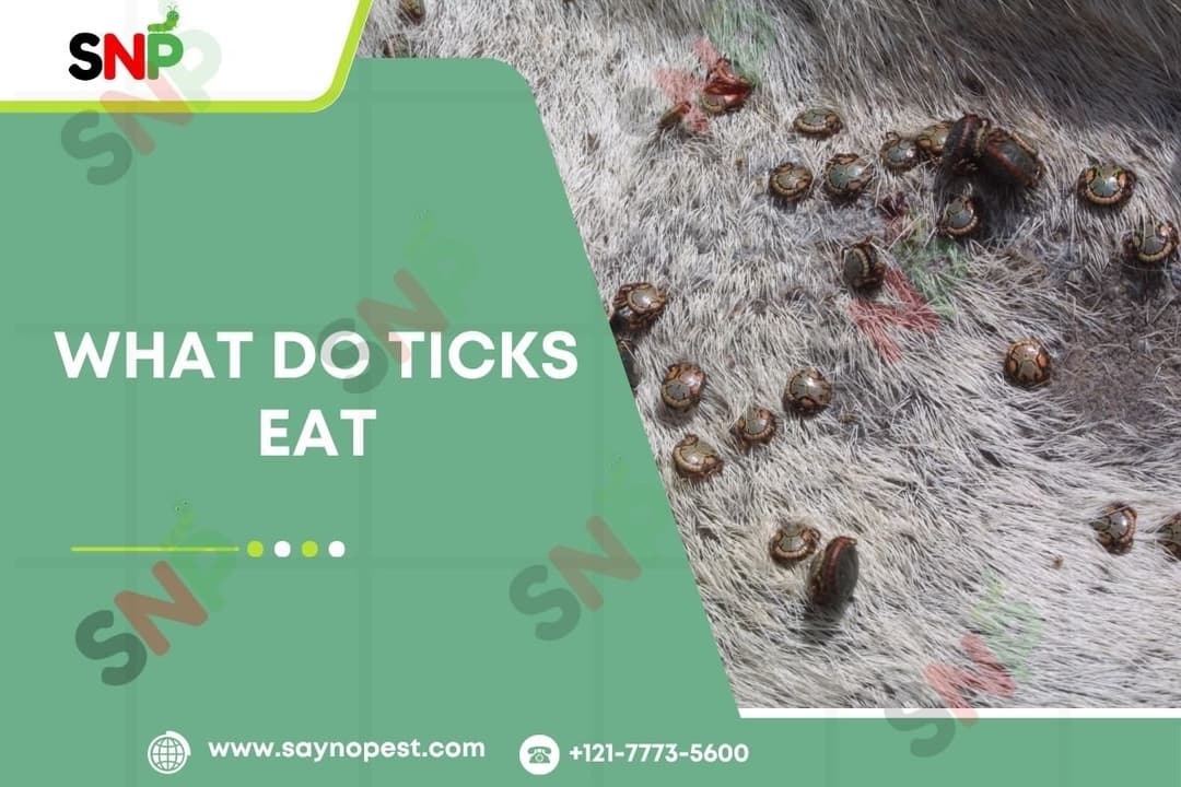 What Do Ticks Eat? Find Nature&#8217;s Tick Predators 