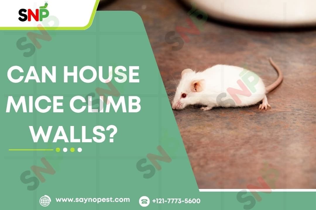 Can House Mice Climb Walls? Expert Reveals What Every Homeowner Must Know