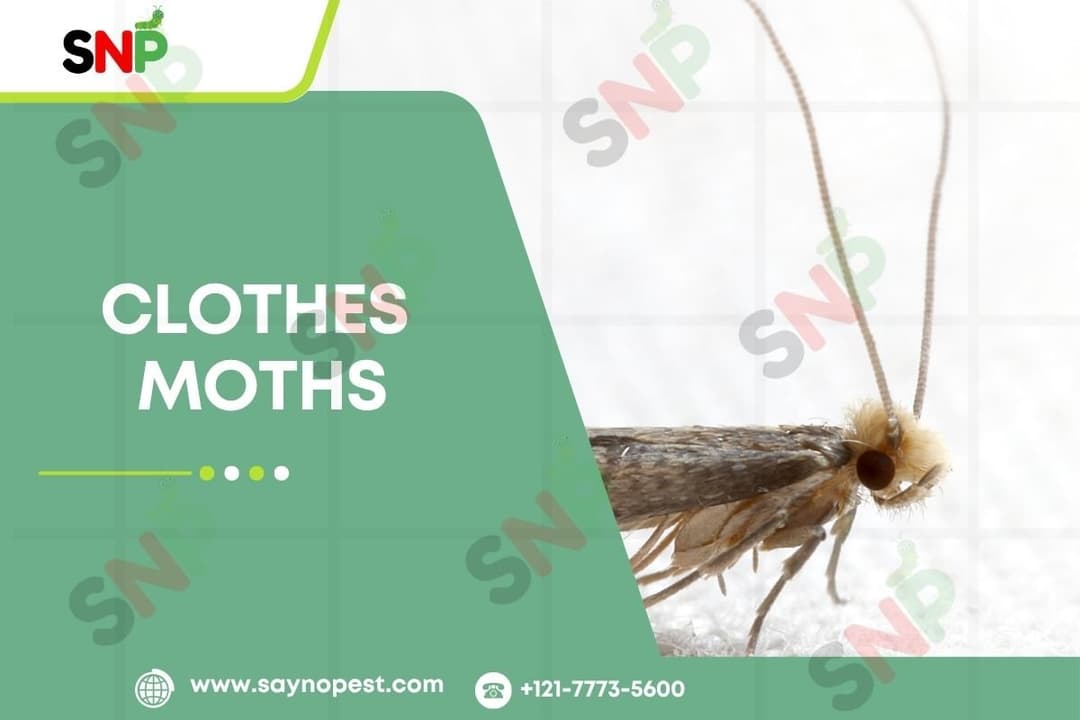 Clothes Moths: How to Protect Your Wardrobe