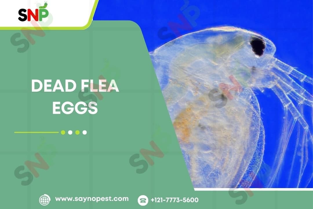 Dead Flea Eggs: A Complete Handbook for American Homeowners