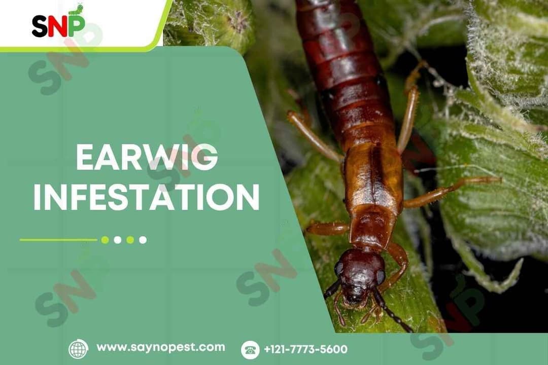 Earwig Infestation: What Every American Needs to Learn