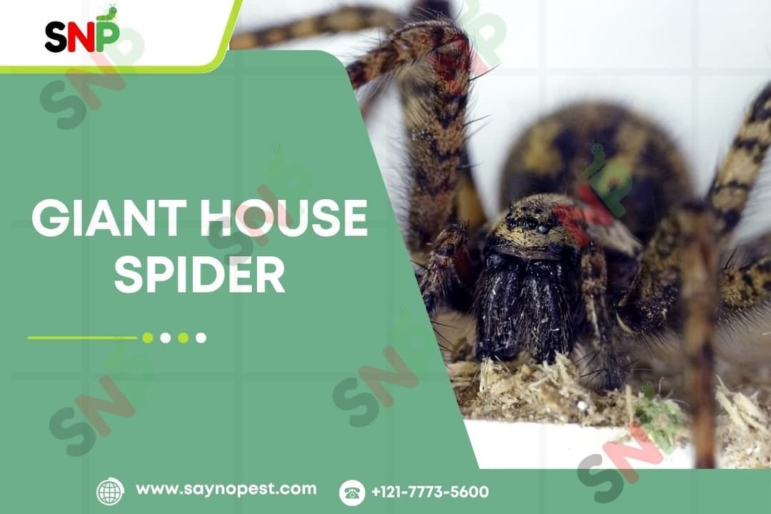 Giant House Spiders: What are they &amp; How to Deal
