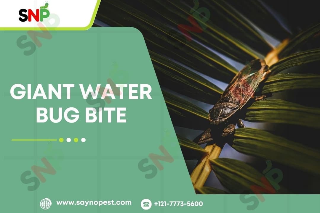 Giant Water Bug Bite: What Every American Should Know