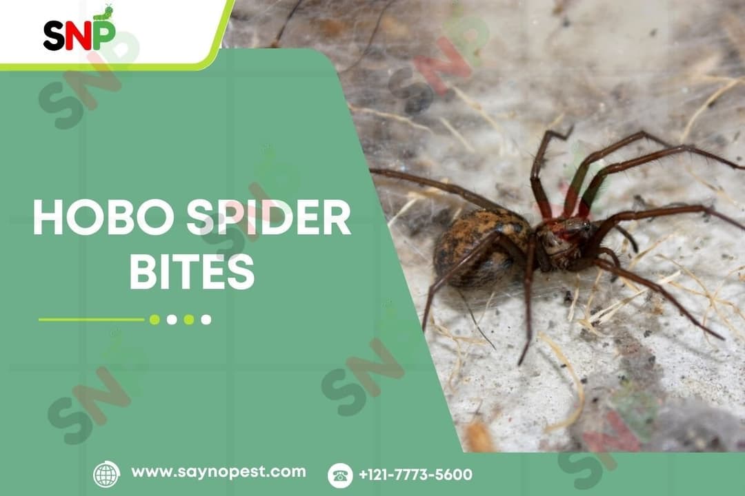 Hobo Spider Bites: What Every American Should Know
