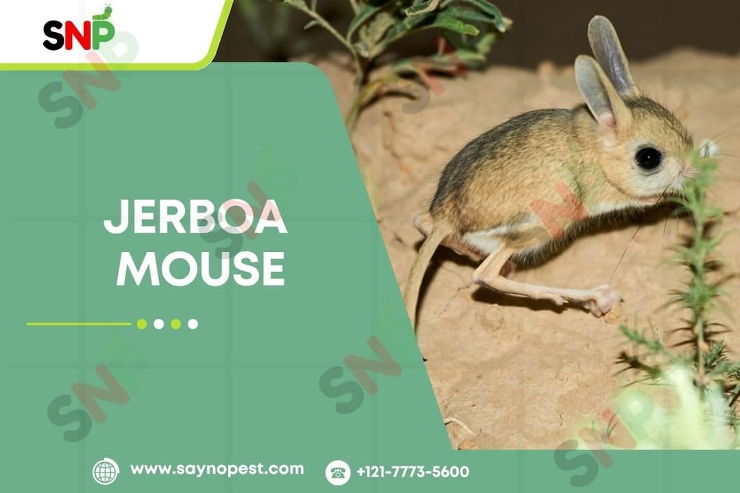 Jerboa Mouse: Unveiling the Unique Hopper