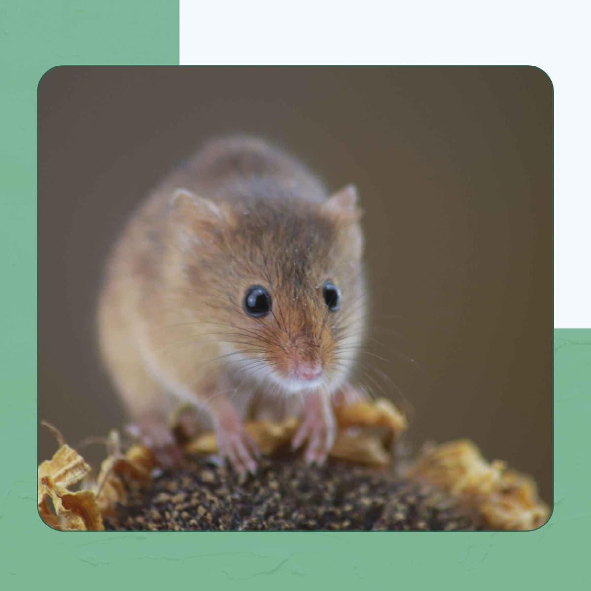 Mice