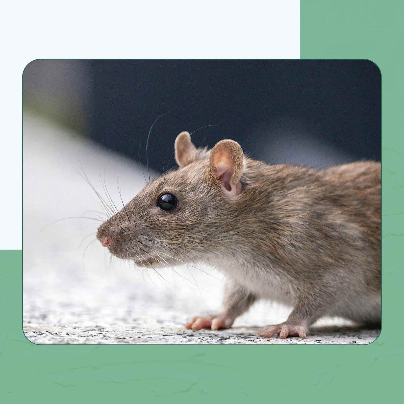 Rodents