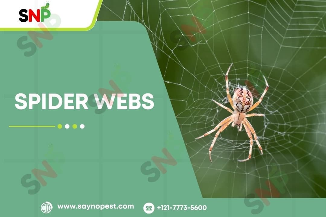 Spider Webs: A Comprehensive Guide to Nature&#8217;s Engineering