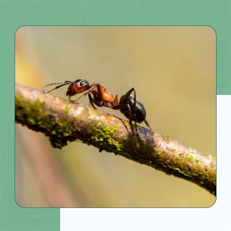 Twig Ant