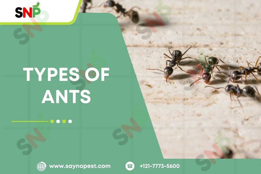 Types of Ants: Identification, Control, and Solutions to American Homes