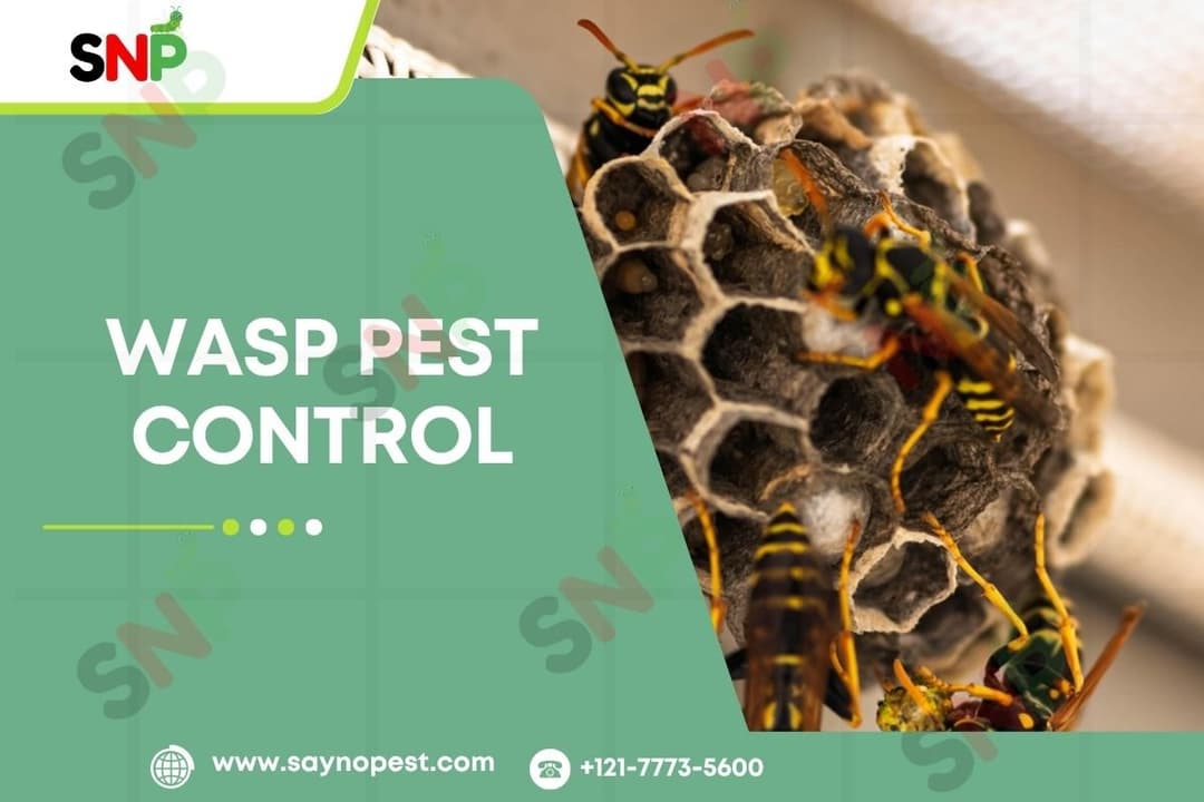 Wasp Pest Control: The Ultimate Guide for Effective Protection