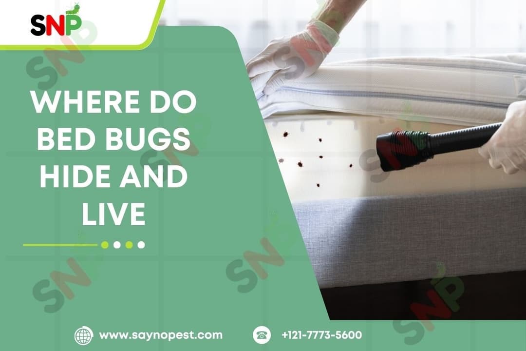 Where Bed Bugs Hide and Live: The Complete Guide to Homeowners in America