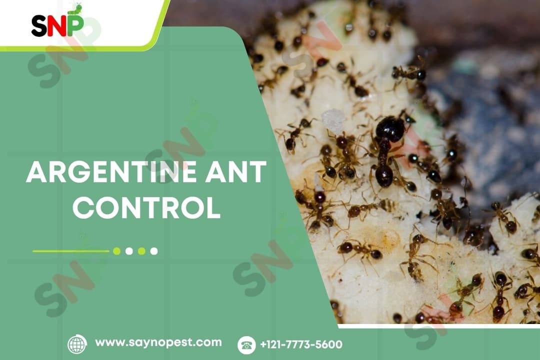 Argentine Ant Control: Dealing with a Problem Pest