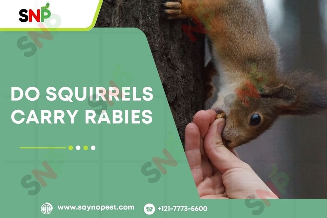 Do Squirrels Carry Rabies? The Real Risks &amp; Safe Practices