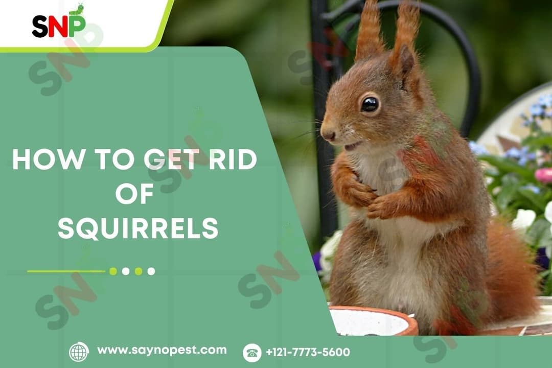 How to Get Rid of Squirrels: Smart, Safe, and Lasting Solutions