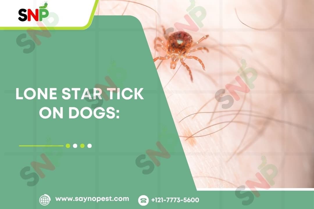 Lone Star Tick on Dogs: What a Dog Owner Needs to Know